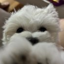 미친피자 영등포점 이미지