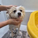 진이네 강아지풀 이미지