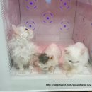 펫 목욕하는날 이미지