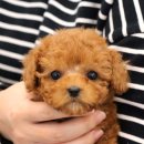 강아지는 내 운명 이미지