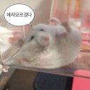 [천안/카페] 도심 속 힐링 카페 ‘벤베커 천안두정점’ 반려동물도 동반 가능해요