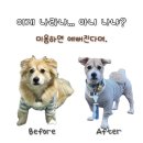 개예쁨주의 | 몽실ฅ 봄이오면 이중모 강아지는 빡빡이가 되..