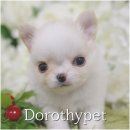 선운 농장 | 광주선운지구강아지분양 작지만 성격은 굉장히 밝고 적극적이라