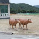 [구이/모악산입구] 소야 - 소고기전문점 이미지