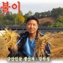 금산인삼신토불이