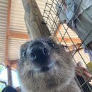 루스티코(Rustico) 이미지