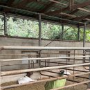 송산농장 | 광주 가볼만한 곳, 송산목장 양떼목장 후기🐑 아이와 함께한 동물 먹이주기 체험