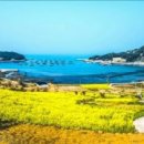 청산도 Daum카페