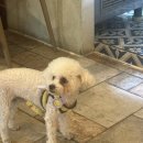 모멘토브루어스 네이버블로그