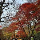 [정읍] 내장산 내장사(內藏山 內藏寺) 애기단풍. 이미지