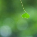 사랑의빛 이미지