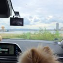 개구쟁이 애견 이미지