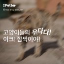 다다다펫그루밍 | 고양이들의 우다다다다! 왜 그러는거죠?