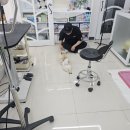 구피애견 이미지