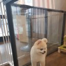 도그반하다 이미지