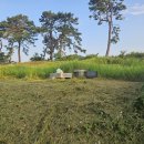 현기태양광 | 아산 벌초 대행 후기 - 음봉면