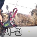 강아지살롱 이미지