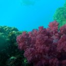 제주연안 연산호 군락지 이미지