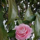 시립합창단 공연 이미지