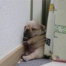 강아지 사랑 이미지