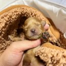 부산강아지분양 앨리펫 이미지