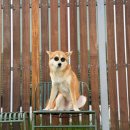 설악의 정원 이미지