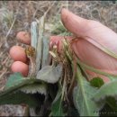 화창농원 이미지