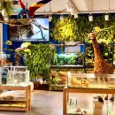 킹콩아쿠아 이미지