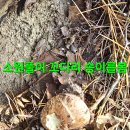 윈풀