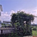 고양이 행복 쉼터 이미지