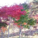 신통회
