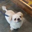 민들레노래연습장 이미지
