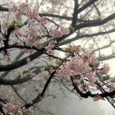 사계절 Daum카페