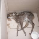 포천대신동물병원 이미지