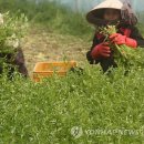 청정미나리영농조합법인 이미지