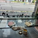 뚜뚜하니 이미지