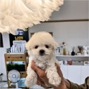 냥만스럽개 이미지