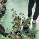 20250518-블루베리 묘목 구입 이미지