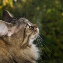 산책하는 고양이 이미지