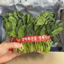 시금치 이미지
