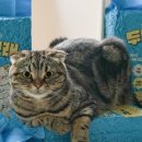 멍냥이노리터 이미지