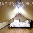 평창듀오애견수영장계곡펜션