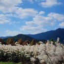 ♡&#39;24.양산국화축제 및 물억새꽃 이미지