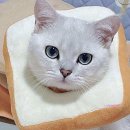 미미애견 이미지