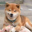 진지 이미지