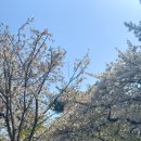 행복애견 이미지