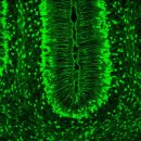 신경아교세포 gliocyte