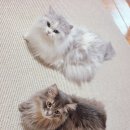 ToyBox | 알리 고양이 장난감 Playful Cat Toy Box 먹이퍼즐 - 내돈내산 구매 후기