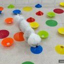 마마스미독펜트하우스 광주애견유치원&애견호텔 본점 이미지