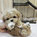 펫스토리 수가 이미지